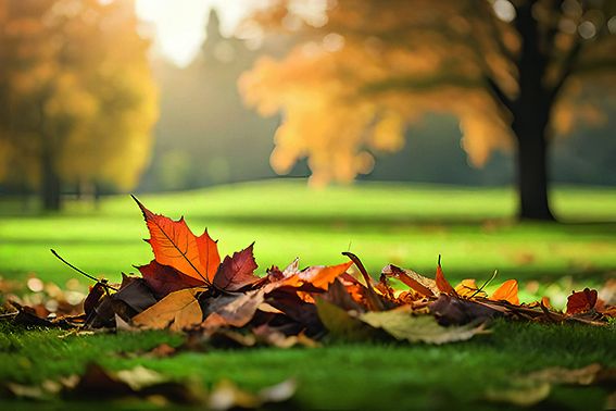 Herbstblätter. Foto: AdobeStock/Max